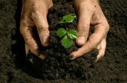 Hands grabbing soil