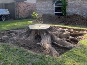 Tree Root Removal