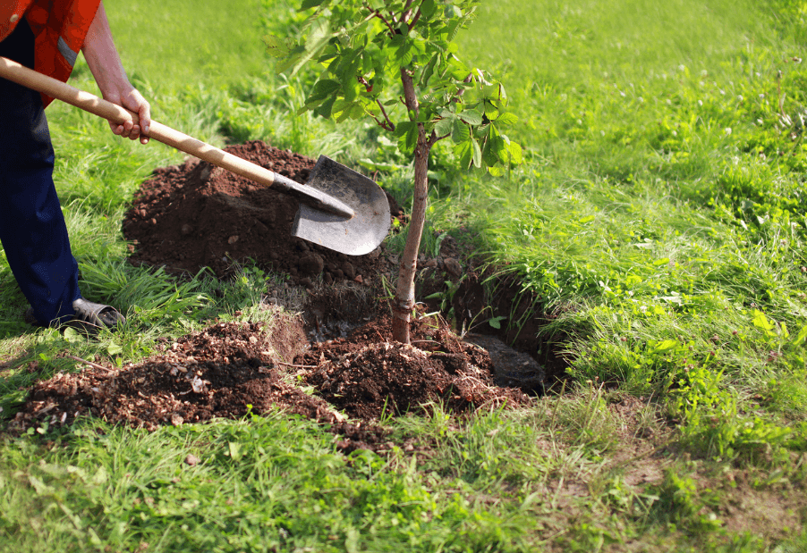 Tree Planting