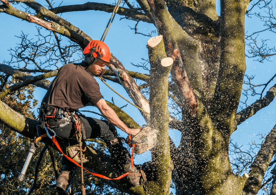 Tree Pruning